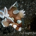 sweetlips_spotted_many_ts_bb_si_h_0148_kom0688.jpg